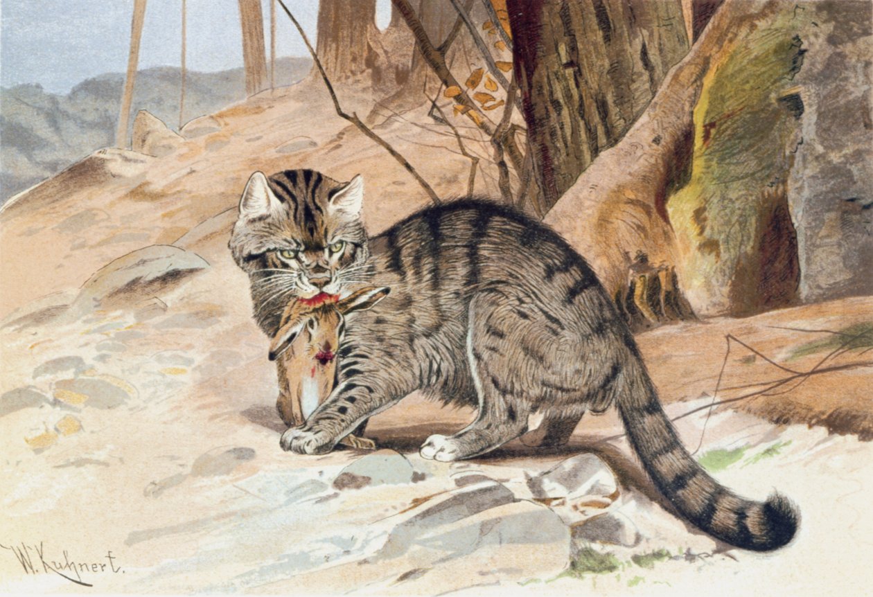 Wildcat, levy julkaisusta "Brehm