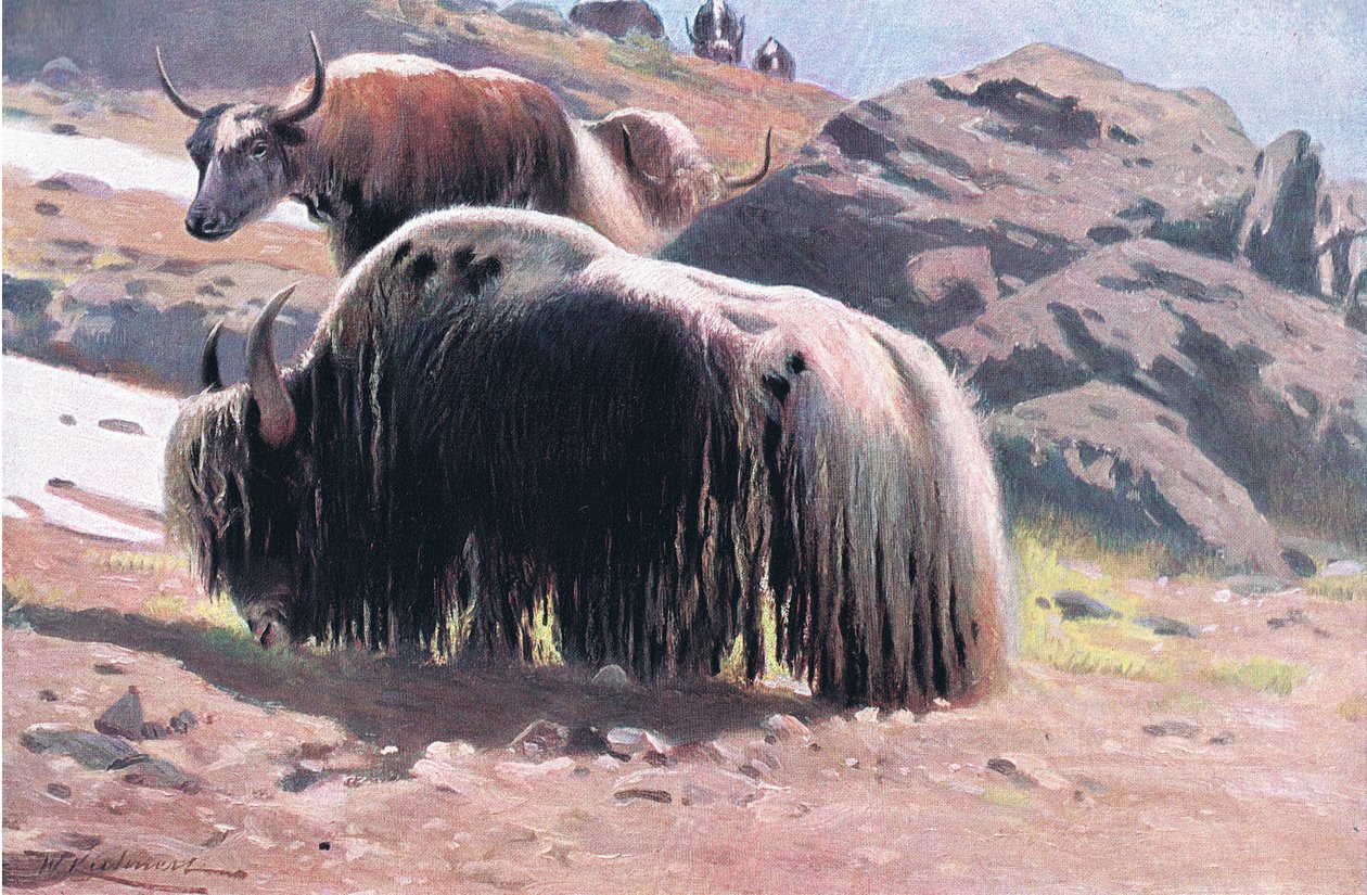 Yak, Frederick Warne & Co:n julkaisemasta Wildlife of the World -teoksesta, n. 1900. tekijältä Wilhelm Kuhnert