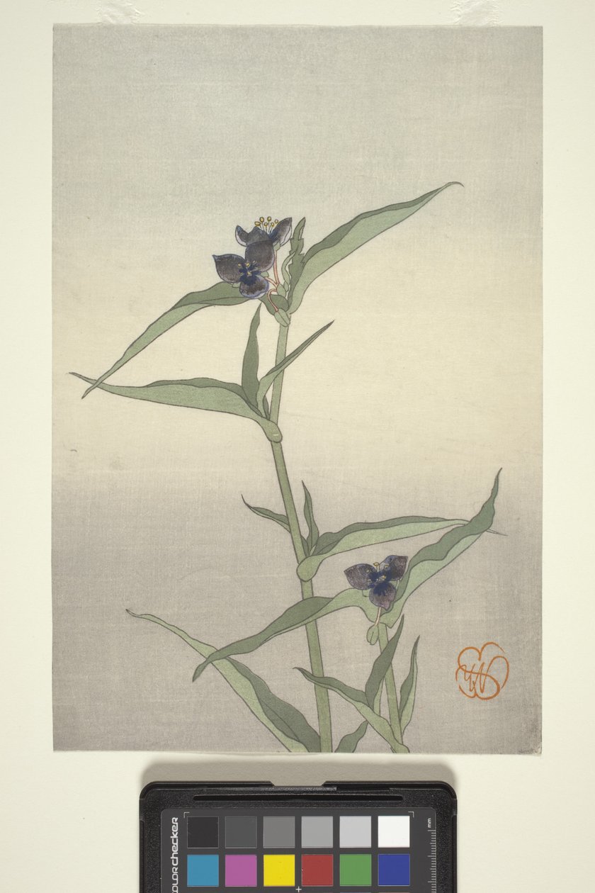 Flower Study, n. 1908 (värillinen puupainatus) tekijältä Wilhelmina Seegmiller