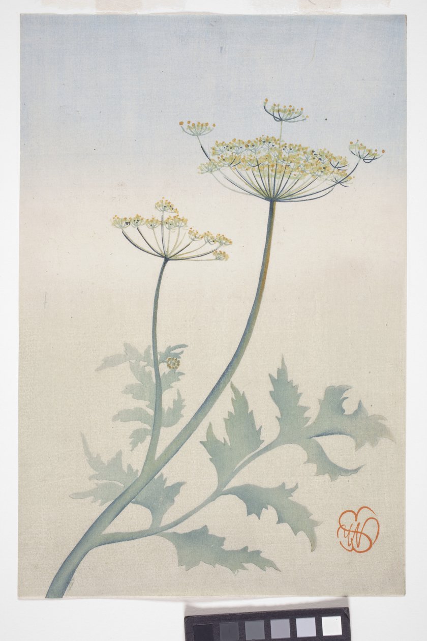 Kuningatar Annen pitsi, n. 1908 (värillinen puupainatus) tekijältä Wilhelmina Seegmiller
