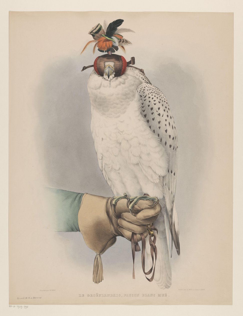 Valkoinen Grönlannin haukka Le groënlandais, faucon blanc mué (otsikko esineessä) tekijältä Willem Bastiaan van Wouw (possibly)