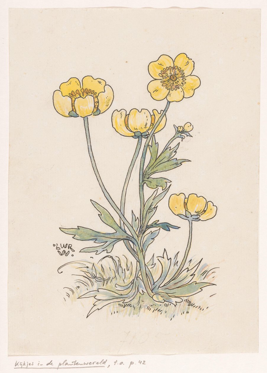 Buttercups tekijältä Ludwig Willem Reymert Wenckebach