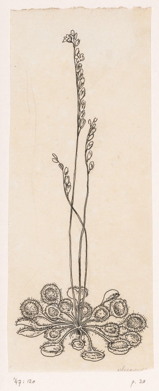 sieppo tekijältä Willem Wenckebach