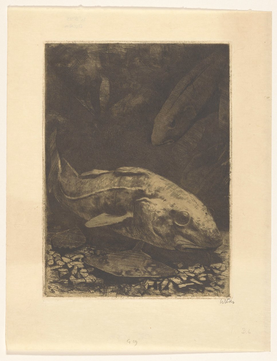 Kalat ja vesikasvit tekijältä Willem Witsen (signed by artist)