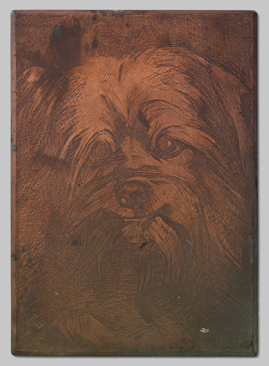 Koira Phoebus tekijältä Willem Arnoldus Witsen