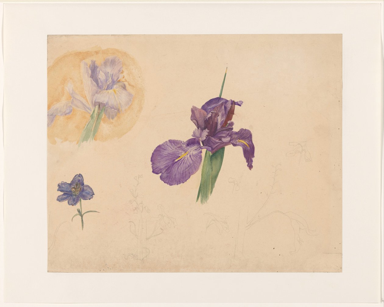 Iris- ja larkspur-tutkimukset tekijältä Willem van Konijnenburg