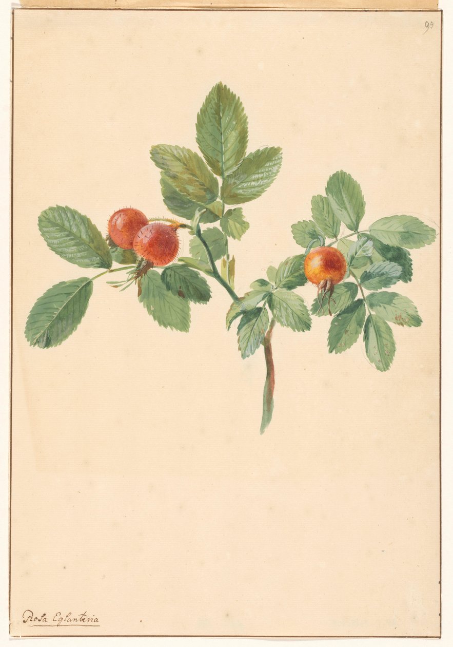 Oksa ruusunmarjoilla tekijältä Willem van Leen (attributed to)