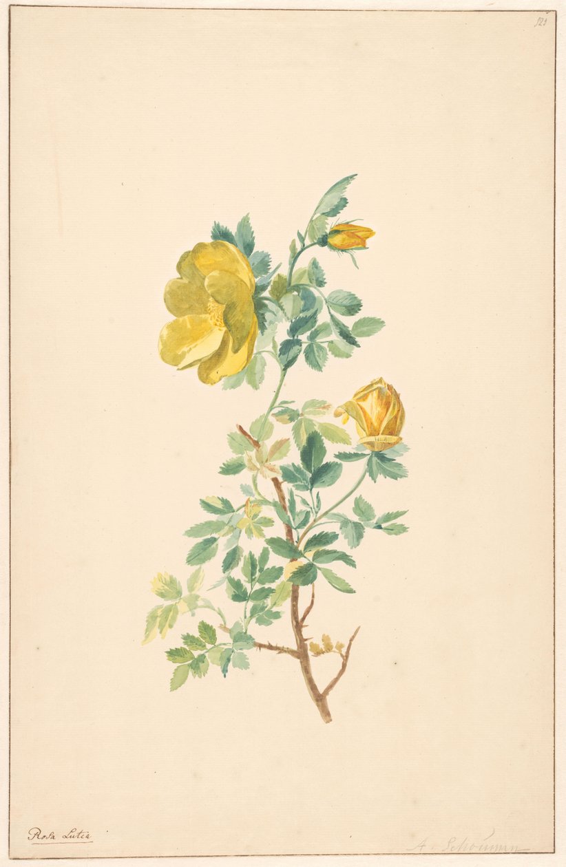 Keltaisen ruusun oksa (Rosa Lutea) tekijältä Willem van Leen (attributed to)