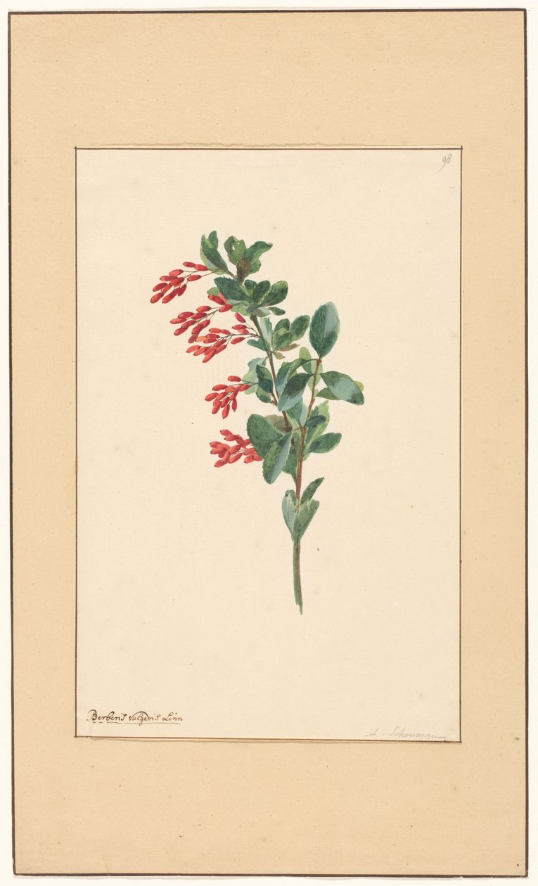 Haponmarjan oksa tekijältä Willem van Leen (attributed to)