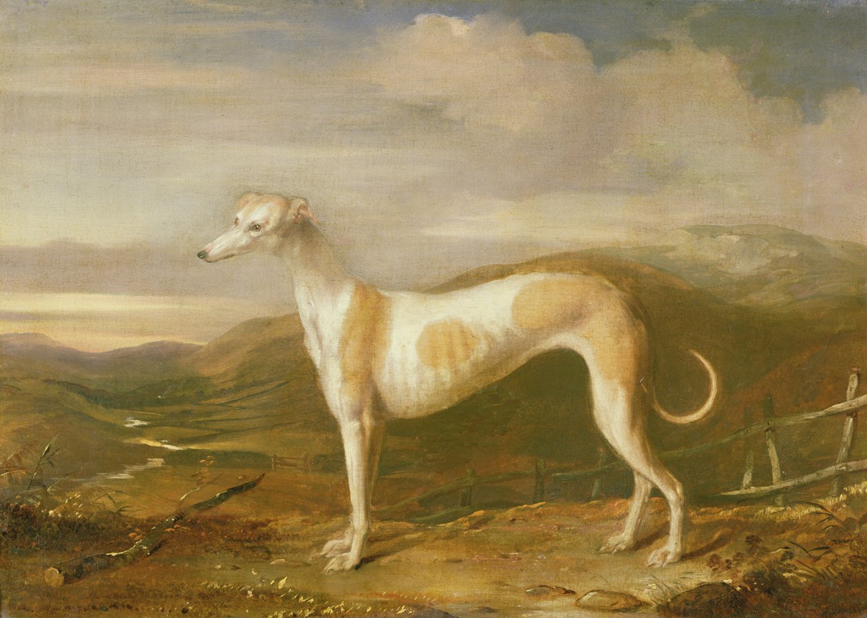Greyhound tekijältä William Barraud