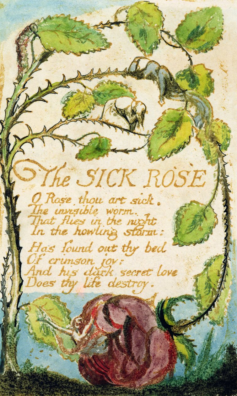 Sairas ruusu, Songs of Innocencesta (etsaus, muste ja wc) tekijältä William Blake