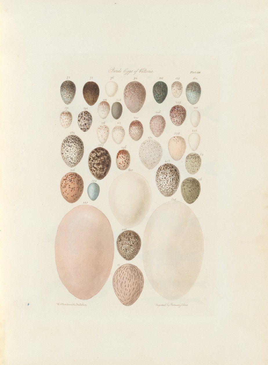 Victorian linnunmunat. William Blandowskin julkaisematon folio Australia Terra Cognita. 1855-56 tekijältä William Blandowski