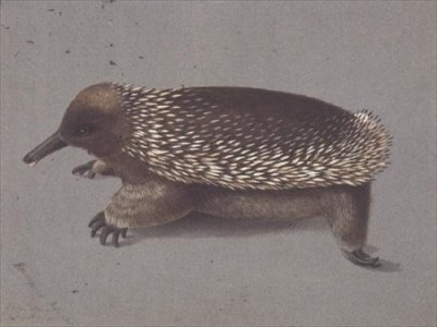 Spiny Echidna, 1800-luku tekijältä William Buelow Gould