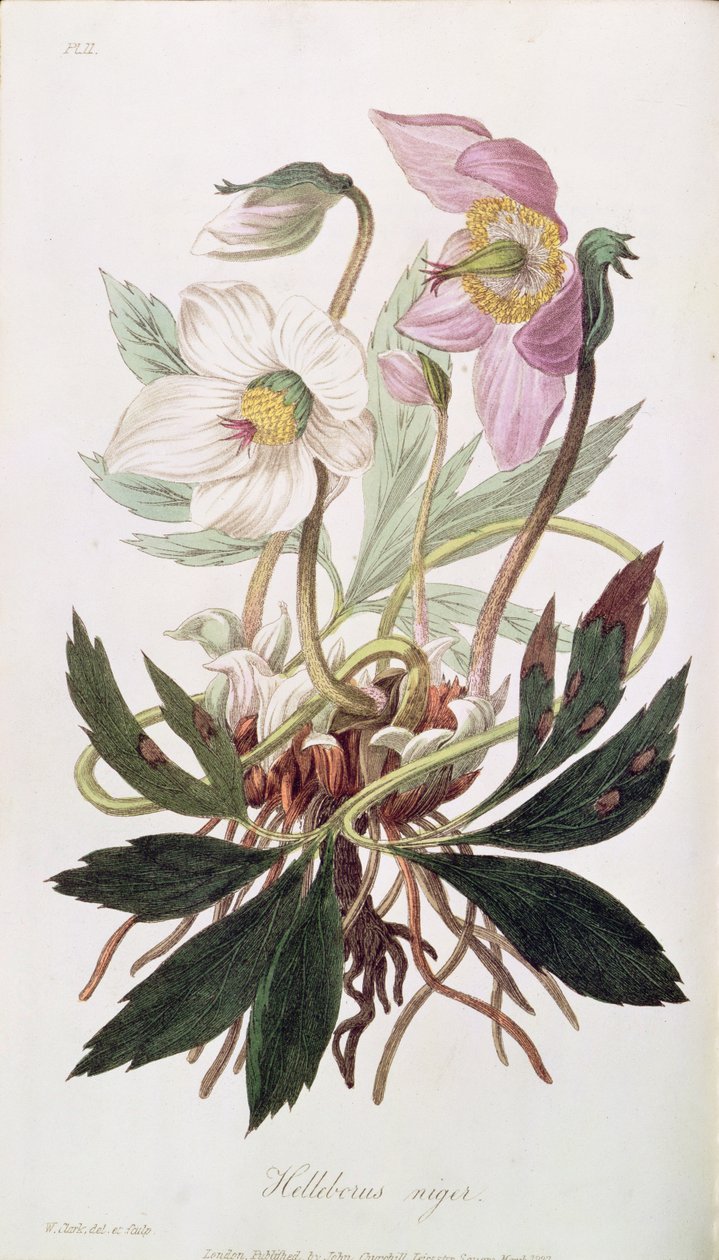 Christmas Rose: julkaisusta "Medical Botany", julkaisija John Churchill, maaliskuu 1827 tekijältä William Clark