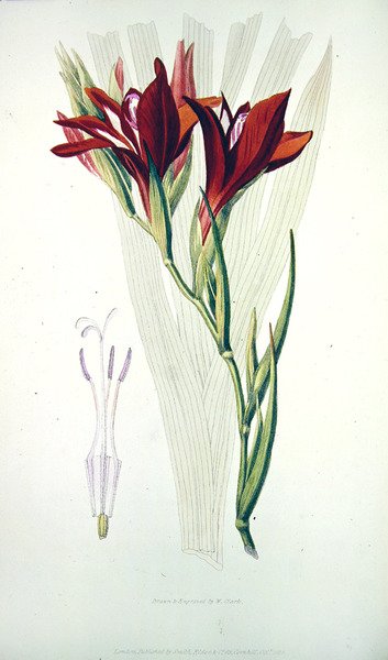 Gladioli: (punainen) Flora Conspicuasta, julkaisija Smith,Elder & Co, lokakuu 1825 tekijältä William Clark
