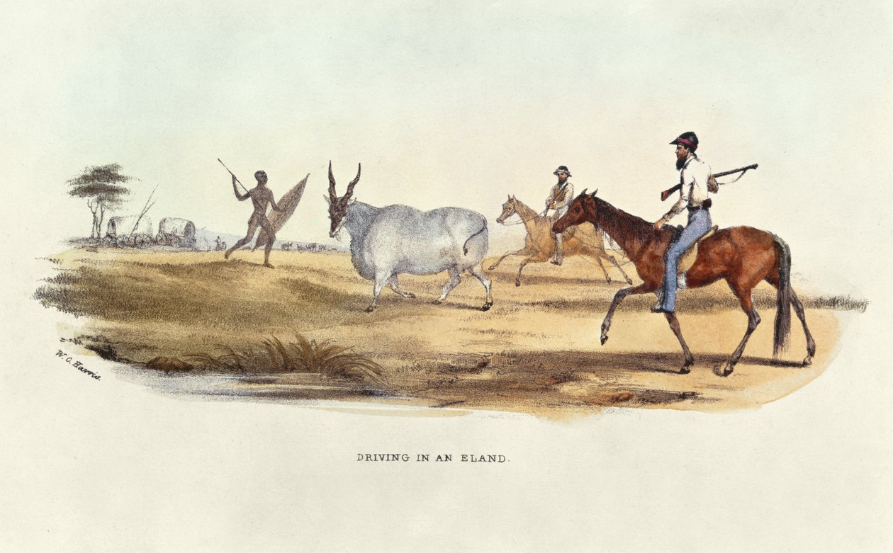 Ajaminen Elandissa, kuvitus Wild Sports of South Africasta, W.C. Harris, 1841 tekijältä William Cornwallis Harris