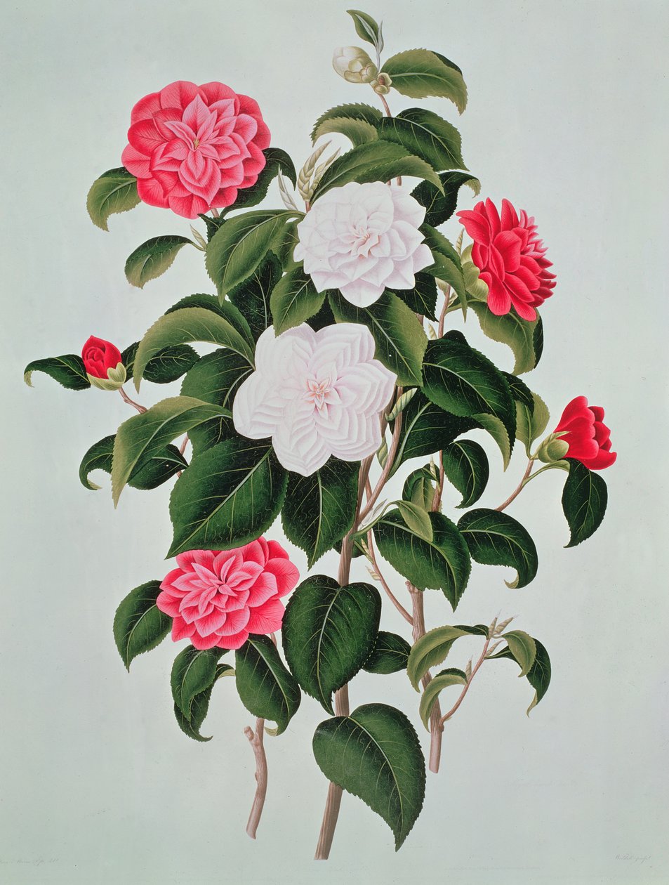 Camellia Japonica, kirjasta A Monograph on the Genus of the Camellia, 1819. tekijältä William Curtis