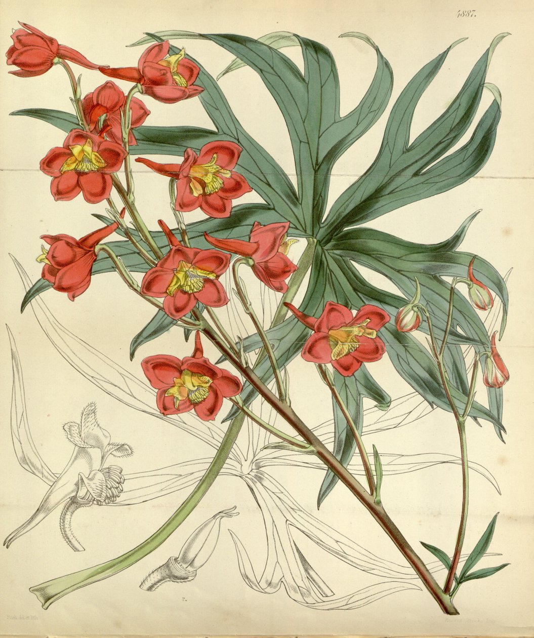 Delphinium cardinale tekijältä William Curtis