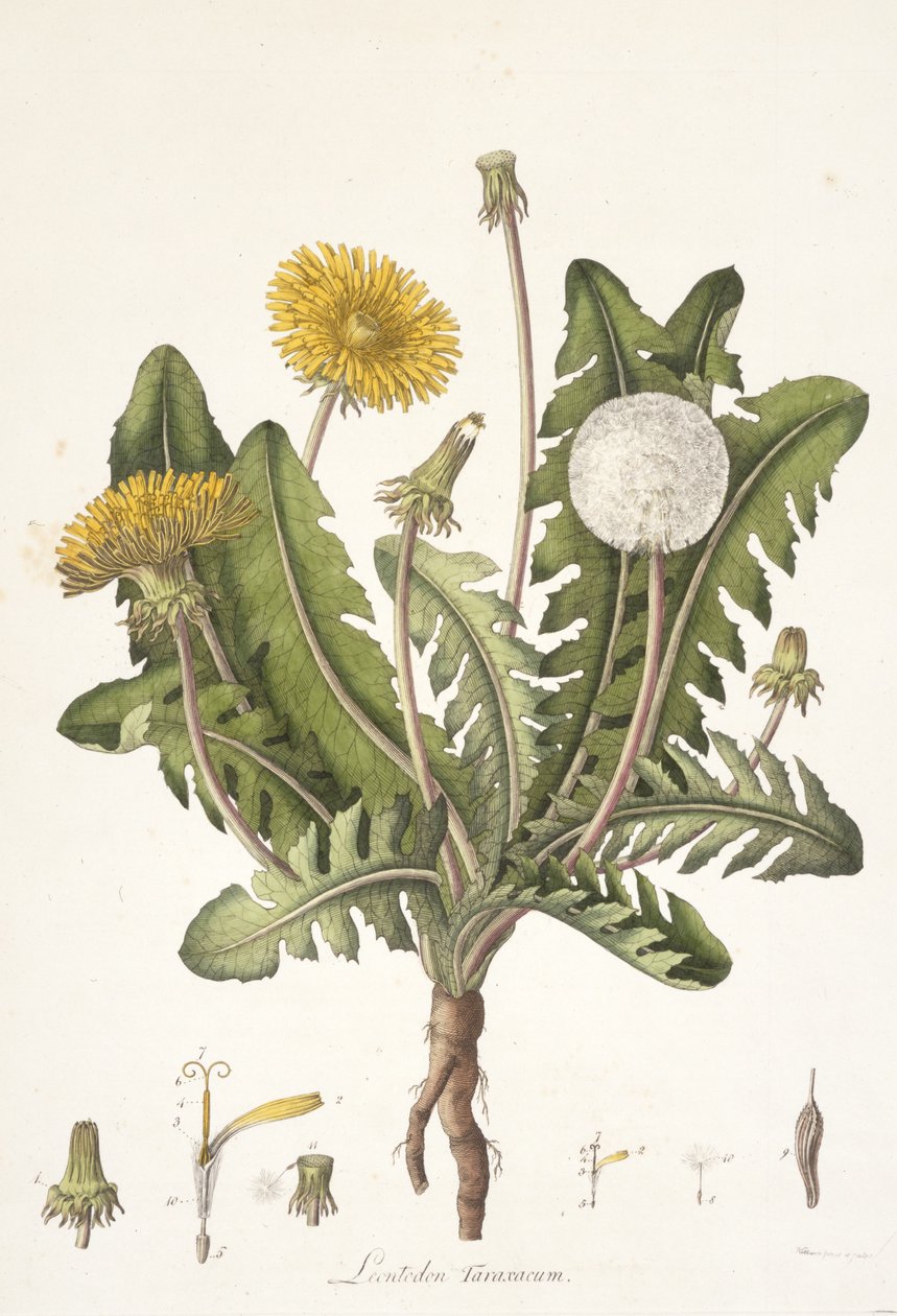 Leontoden Taraxacum lähteestä Flora Londinensis, 1777-1798. tekijältä William Curtis