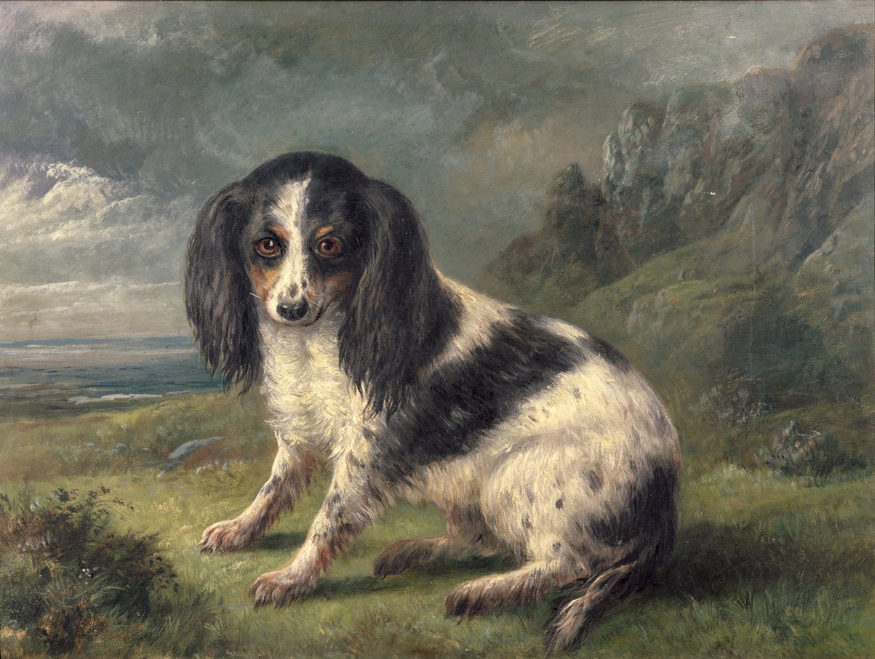 King Charles Spaniel tekijältä William Ellis