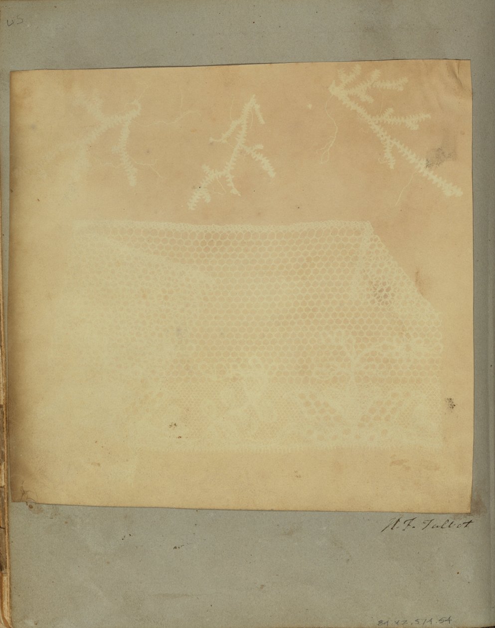 Fragmentti pitsiä, jossa on kolme sammaloksaa. tekijältä William Henry Fox Talbot