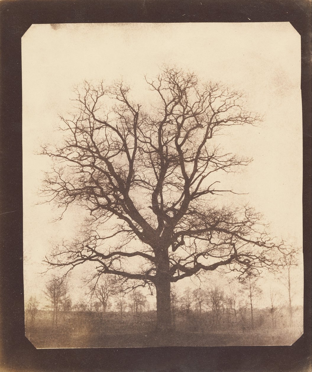 Tammi talvella tekijältä William Henry Fox Talbot
