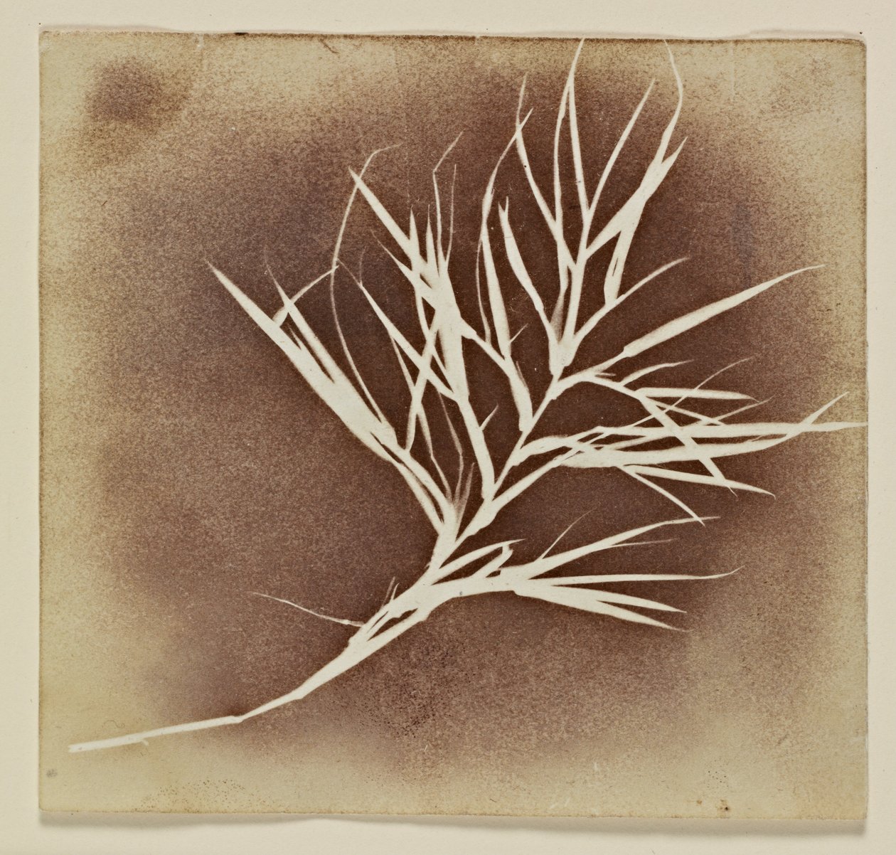 Fotogeeninen piirustus kasvista tekijältä William Henry Fox Talbot