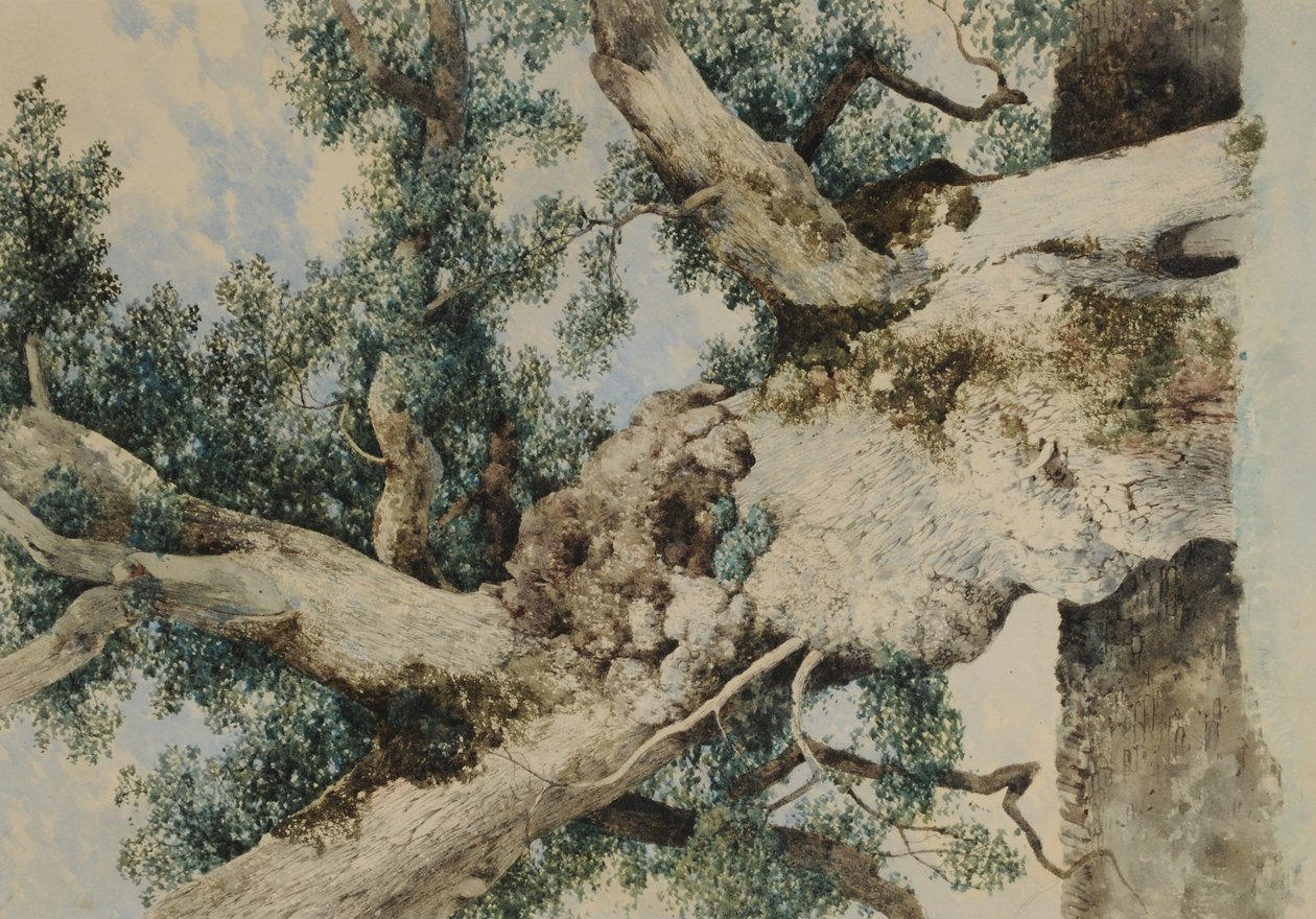 Study for Tree in The Rookery, n.1854 (wc paperilla) tekijältä William James Blacklock