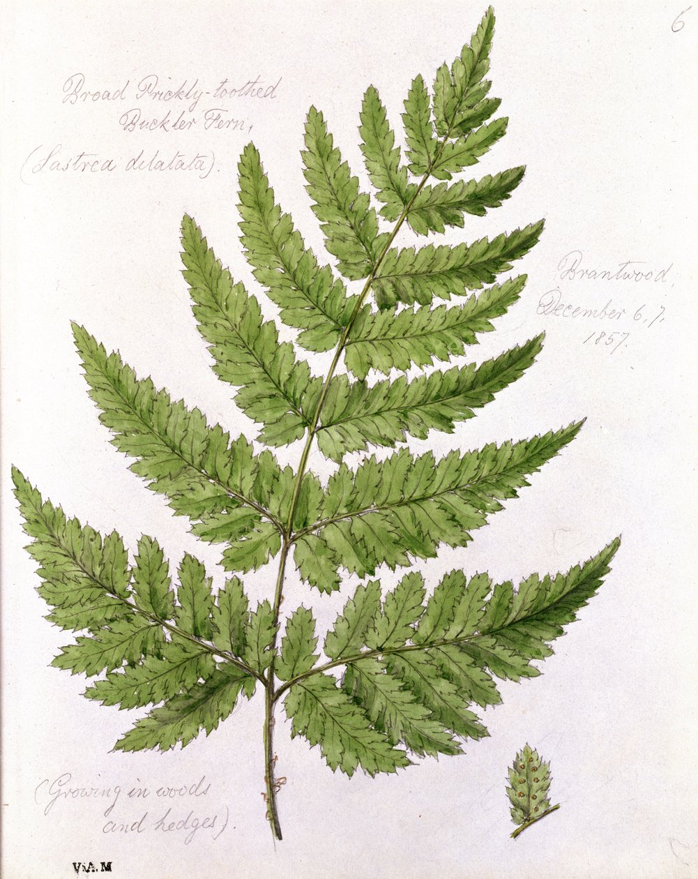 Laaja piikkihampainen Buckler Fern, maalattu Brantwoodissa, 67. joulukuuta 1857. tekijältä William James Linton