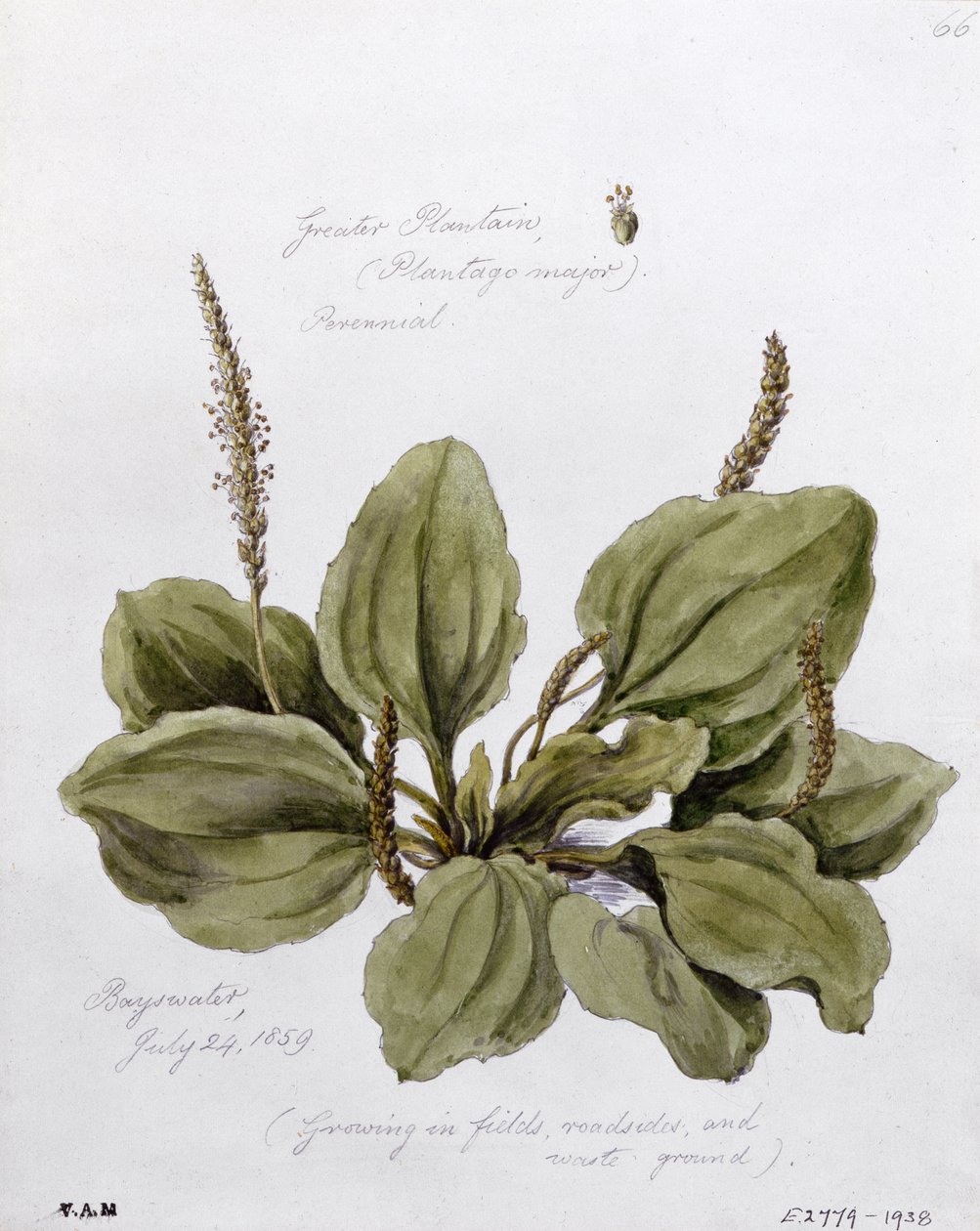 Iso plantaani, maalattu Bayswaterissa 24. heinäkuuta 1859. tekijältä William James Linton