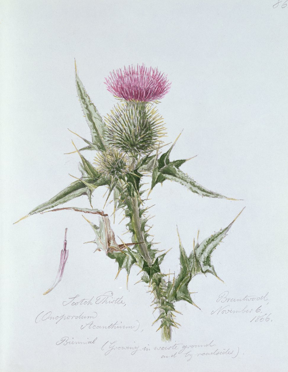 Scotch Thistle, maalattu Brantwoodissa, 6. marraskuuta 1866 tekijältä William James Linton