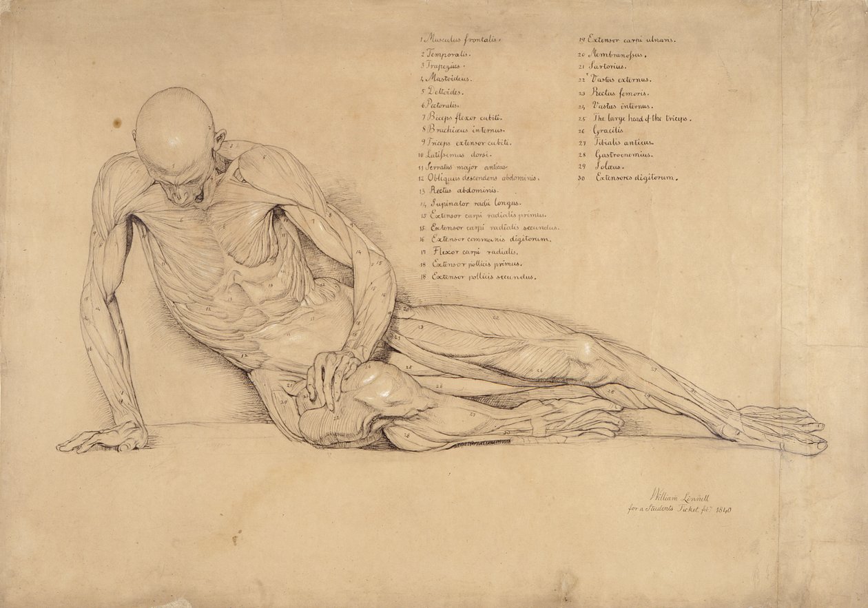 Ecorche Study of the Dying Galul, 1840 (kynä ja muste paperille) tekijältä William Linnell