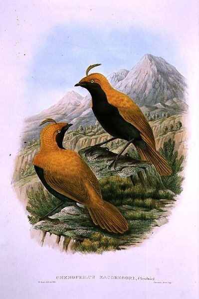 Cnemophilus Macgregorii, sirppiharjainen paratiisin lintu tekijältä M. Hart
