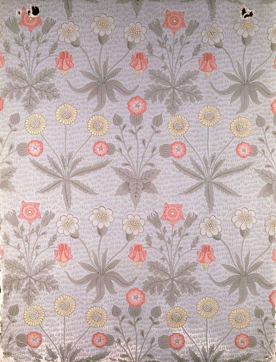 Daisy-tapetti, William Morrisin vuodelta 1864 tekijältä William Morris
