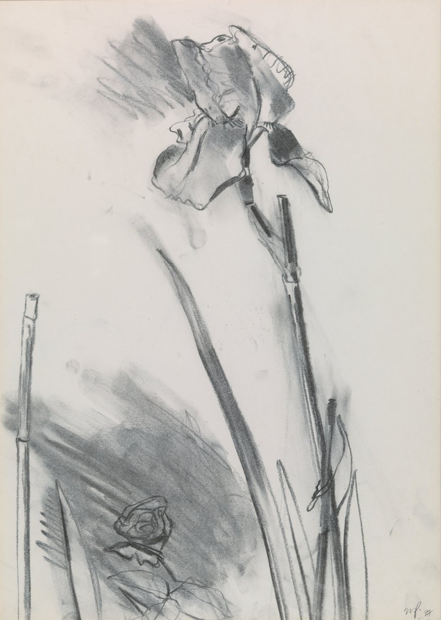 Iris 2 tekijältä William Packer