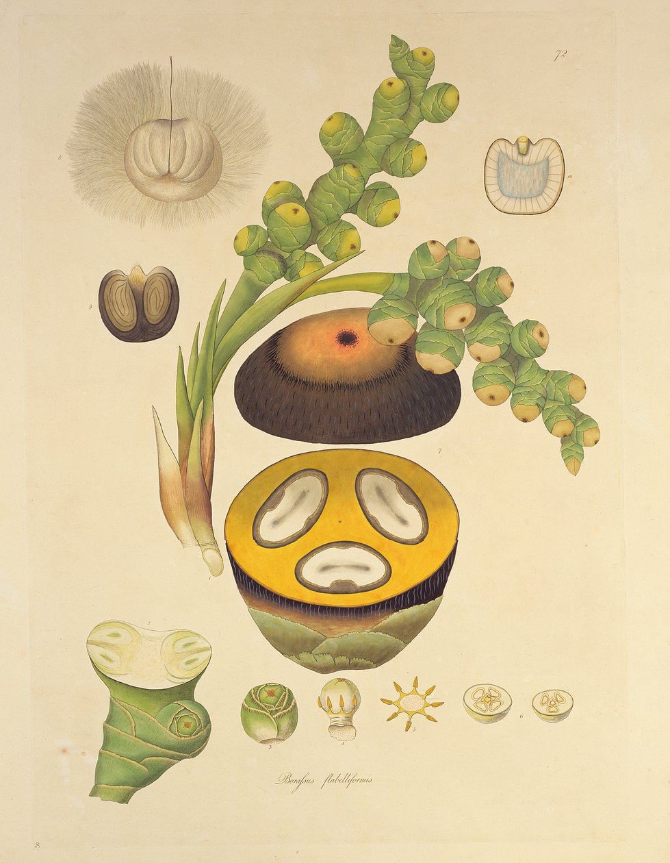 Borassus flabelliformis (Palmaira-puu), kuva teoksesta 