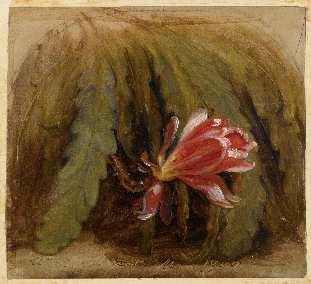 Cactus in Blossom, 1857 tekijältä William Sidney Mount