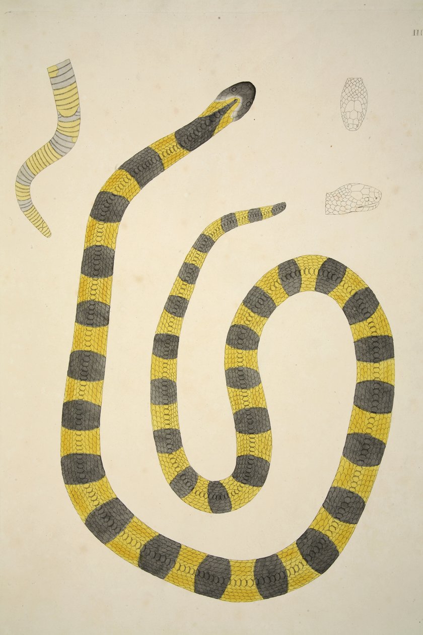 Bungarum Pamah, kirjasta Coromandelin rannikolta kerättyjen intialaisten käärmeiden pubi. 1796 (käsinvärinen kaiverrus) tekijältä William Skelton