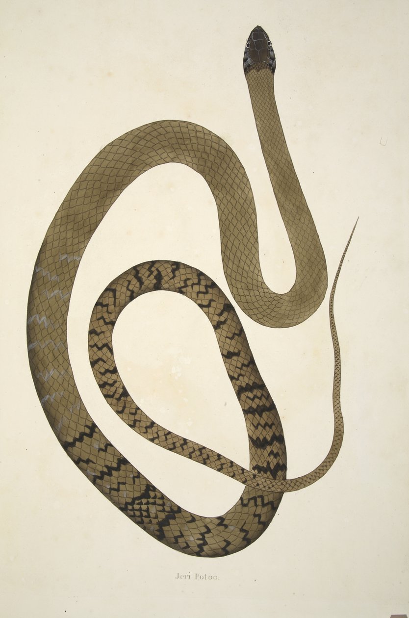 Jeri Potoo, kirjasta Coromandelin rannikolla kerätyt intialaiset käärmeet, pub. 1796 (käsinvärinen kaiverrus) tekijältä William Skelton