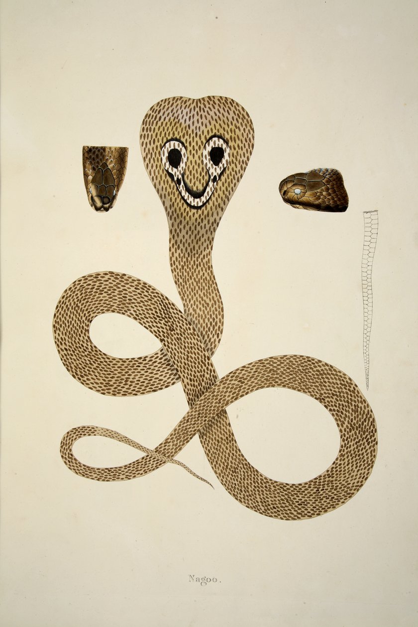 Nagoo, kirjasta Coromandelin rannikolta kerättyjen intialaisten käärmeiden pubi. 1796 (käsinvärinen kaiverrus) tekijältä William Skelton