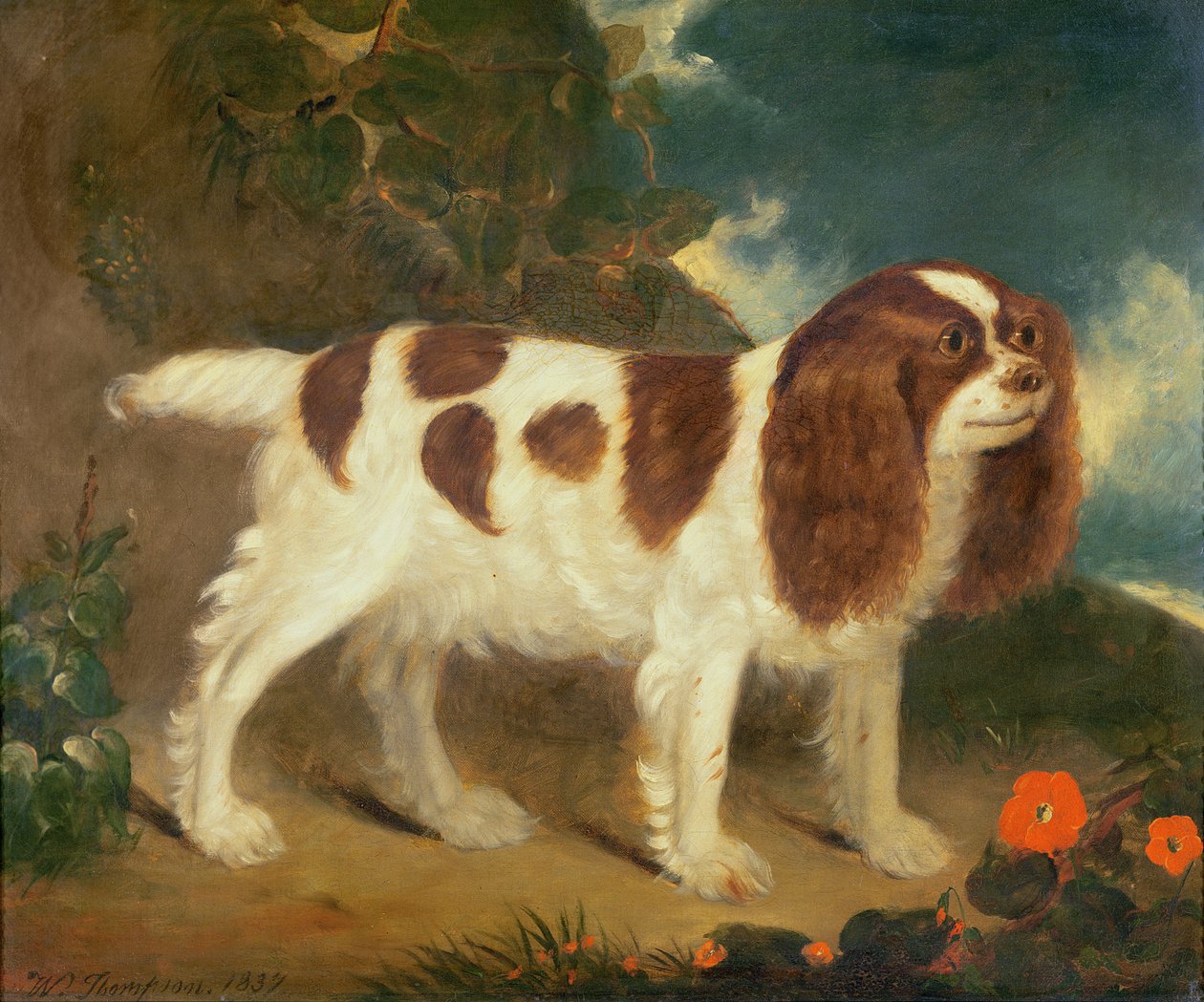 King Charles Spaniel tekijältä William Thompson