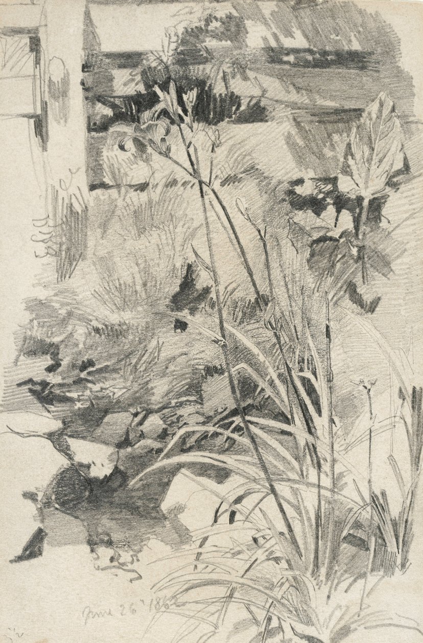 Päiväliljat puuaidan vieressä, 1862 (grafiitti ruskean kudospaperille) tekijältä William Trost Richards