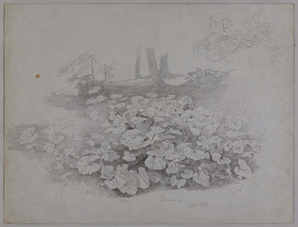 Plant Study, 11. syyskuuta 1867 (grafiitti sinisellä paperilla) tekijältä William Trost Richards