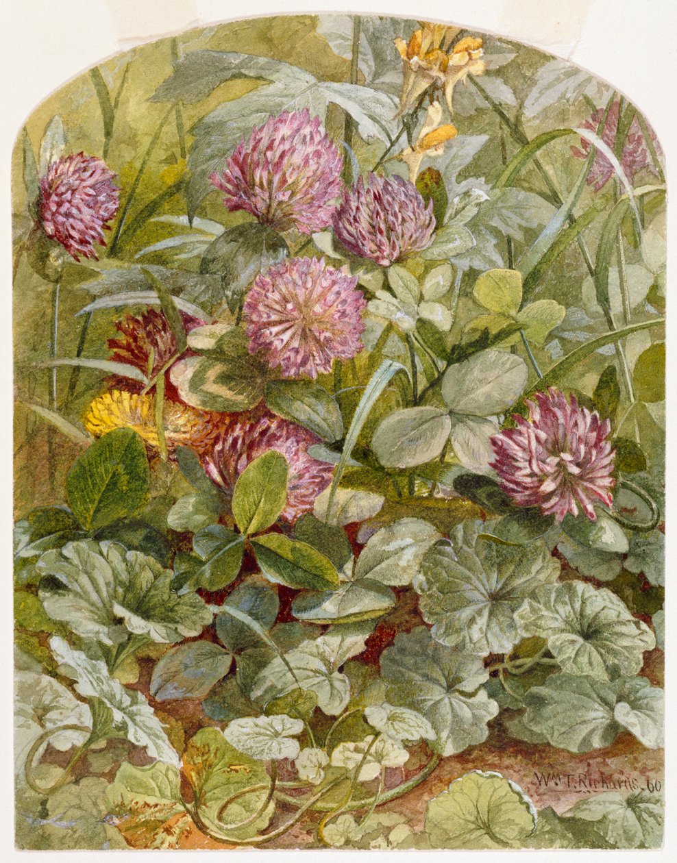 Puna-apila voin ja kananmunien ja muratin kanssa, 1860 (kynä ja wc paperilla) tekijältä William Trost Richards