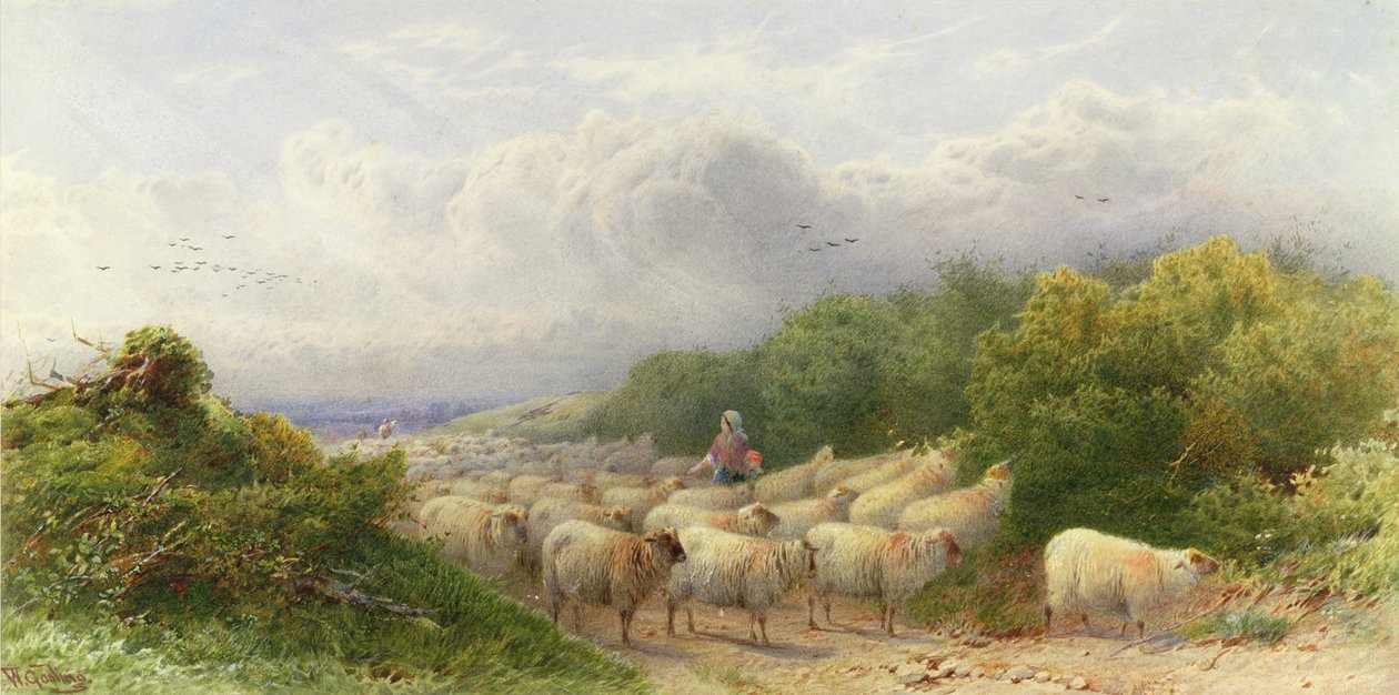 Lampaat Downsissa tekijältä William W. Gosling