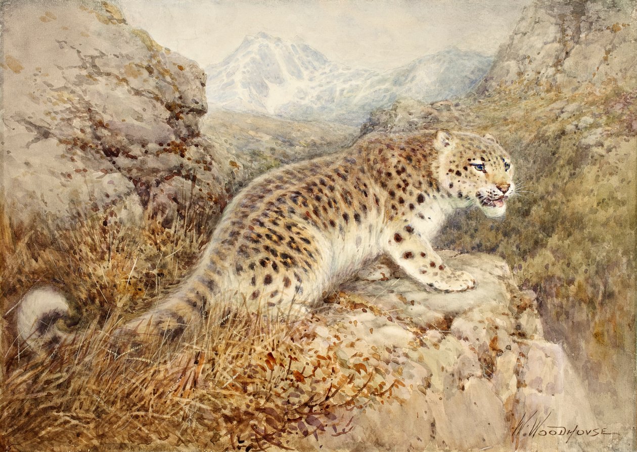 Snow Leopard, noin 1920 tekijältä William Woodhouse