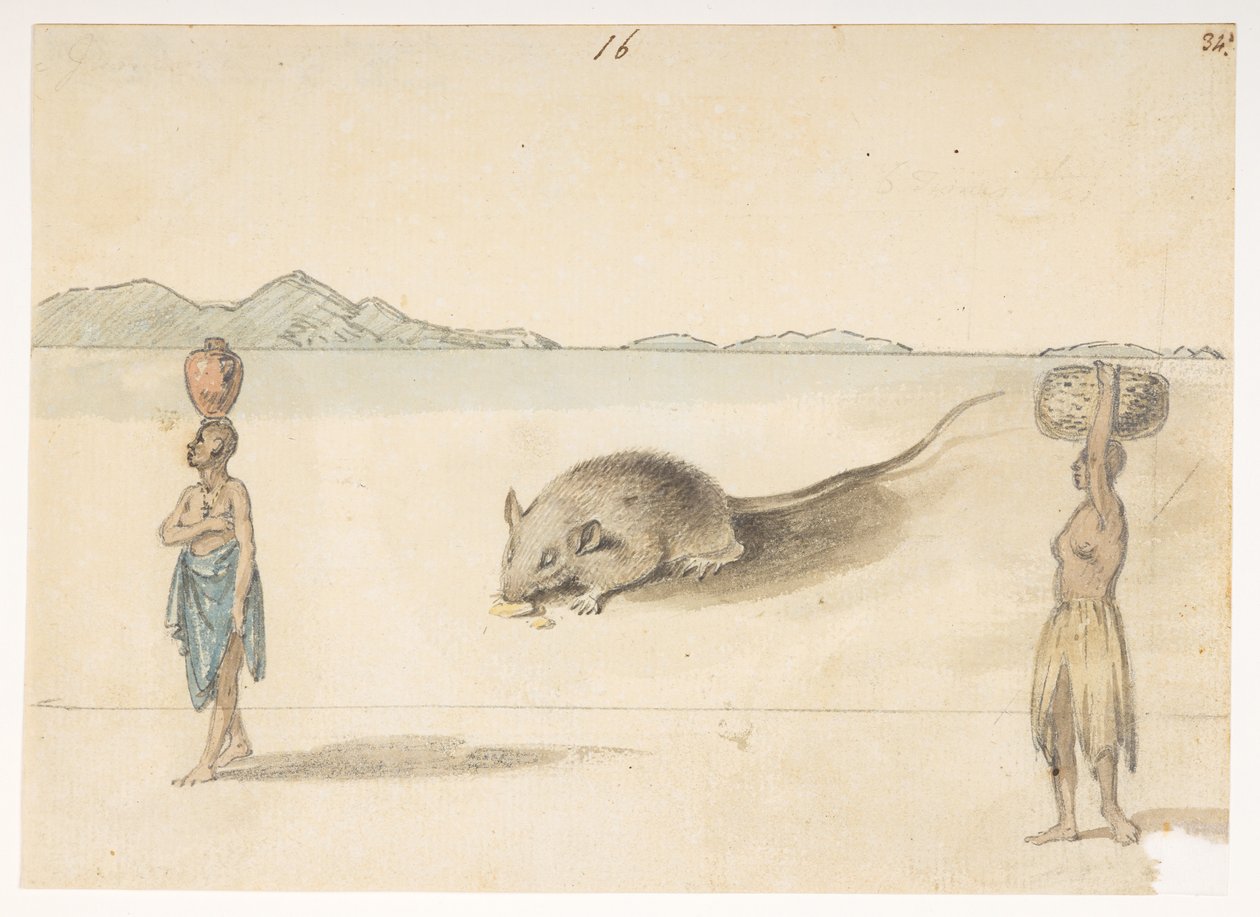 f.3 16 Hiiri. Todennäköisesti St. Jagon asukkaita. Takana: Mustekala. 