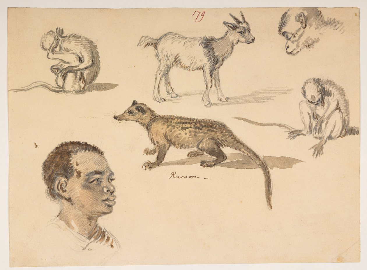 f.65 179 Miehen pää, pesukarhu, vuohi ja apinat, albumista, jossa on 372 piirustusta maisemista, rannikoista, pukuista ja arjesta Lord Macartneyn Kiinan keisarin suurlähetystön aikana vuosina 1792–1794 (kynä ja akvarelli paperille) tekijältä William Alexander