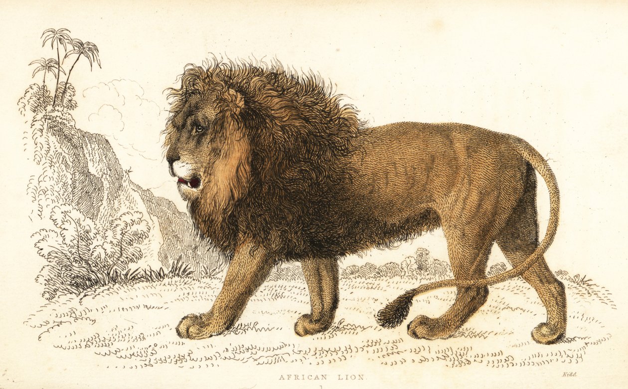 Afrikkalainen leijona, Panthera leo. Haavoittuvainen. ,1834 (kaiverrus) tekijältä William Alexander Forbes