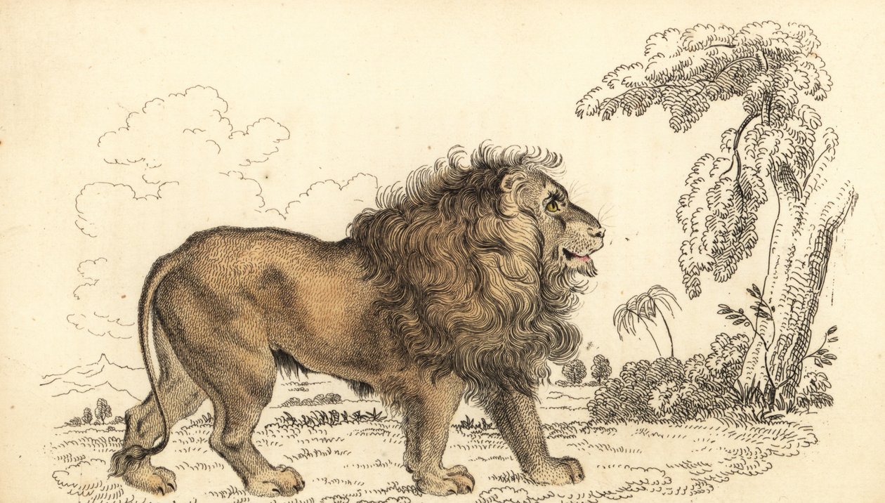 Aasian leijona, uhanalainen, Panthera leo leo. ,1834 (kaiverrus) tekijältä William Alexander Forbes